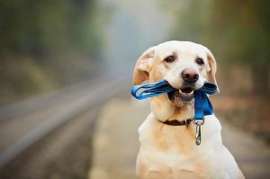 Dog walk wellness